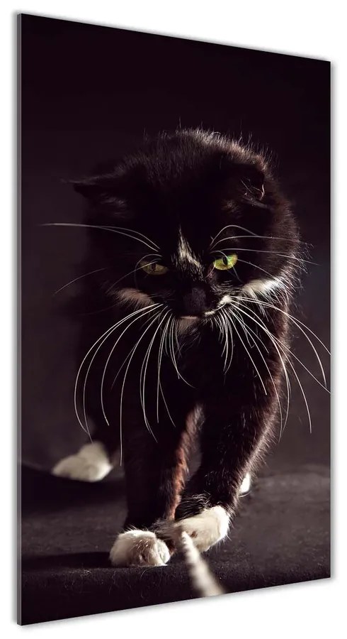 Foto obraz akrylový na stenu Čierna mačka pl-oa-70x140-f-119089470
