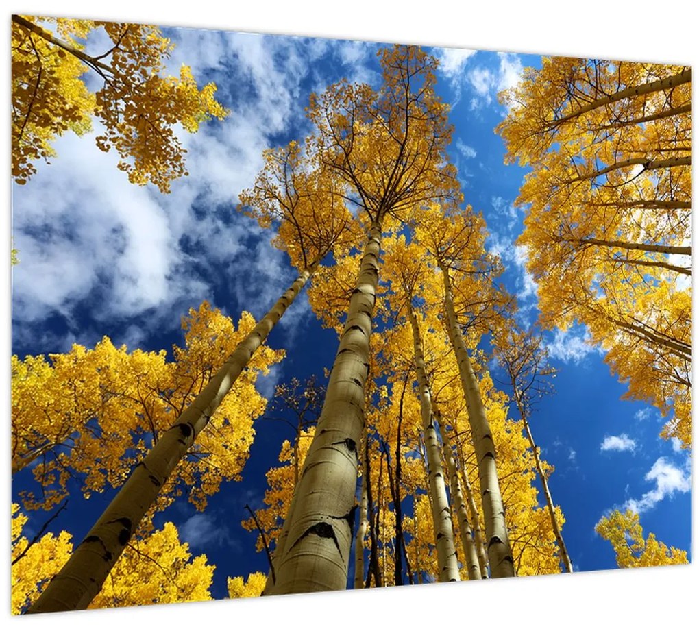 Obraz - Aspen (70x50 cm)