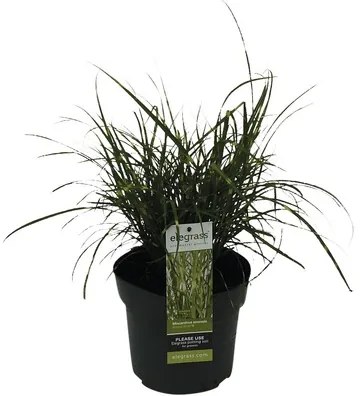 Ozdobnica čínska trpasličia FloraSelf Miscanthus sinensis 'Strictus Dwarf' 10-100 cm kvetináč 6 l