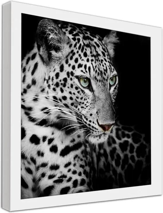 CARO Obraz v ráme - Leopard Biela 20x20 cm
