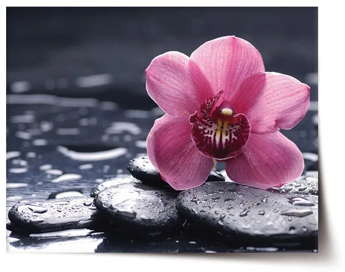Sablio Plagát Orchidea - 60x40 cm