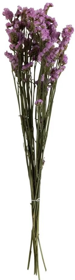 Sušený dekoratívny trs statice - 13*5*69 cm