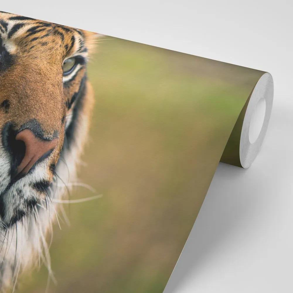 Samolepiaca fototapeta bengálsky tiger - 300x200