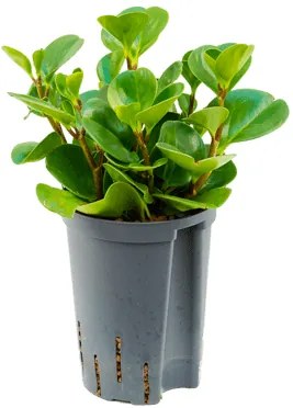 Peperomia obtusifolia Green gold 15/19 výška 35 cm