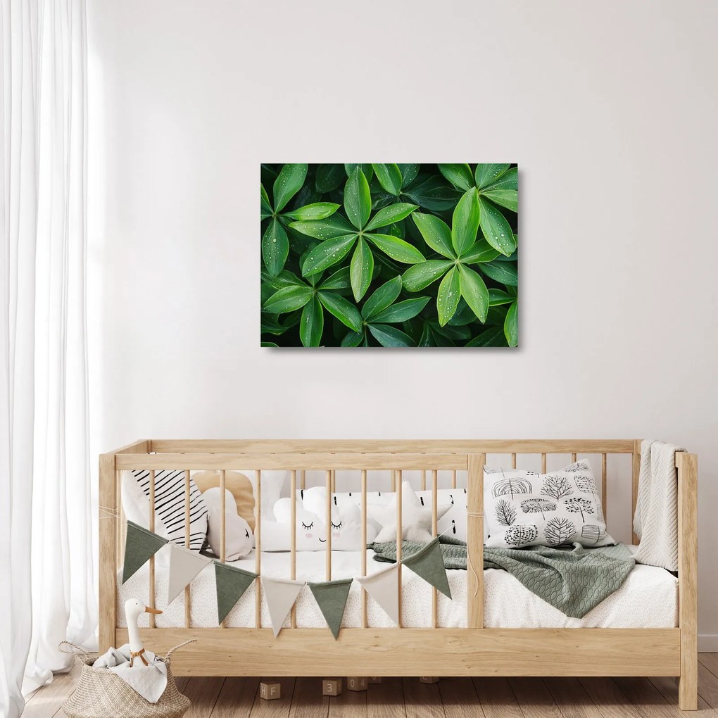 Sklenený obraz - Listy s kvapkami rosy (70x50 cm)