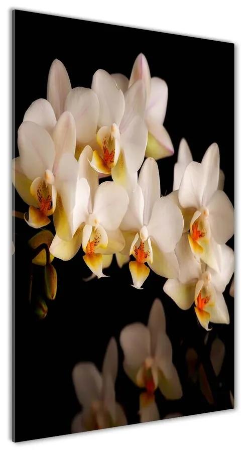 Fotoobraz na skle Orchidea pl-osh-50x100-f-95410450