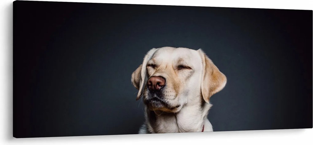 Obraz labradora (120x50 cm)