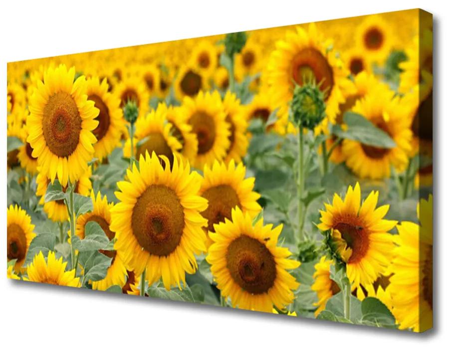 Obraz Canvas Slnečnica rastlina príroda 125x50 cm