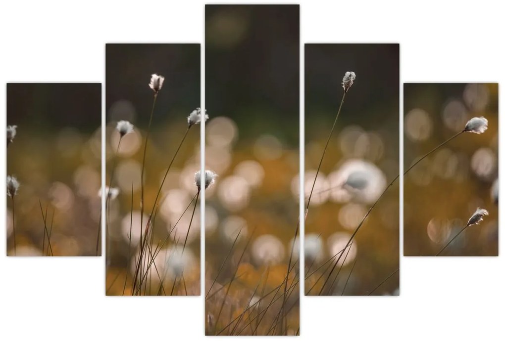 Obraz - Lúka s cottongrass N⁰2 (150x105 cm)