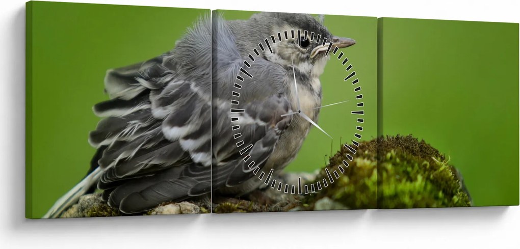 Obraz - Muchárik (s hodinami) (90x30 cm)
