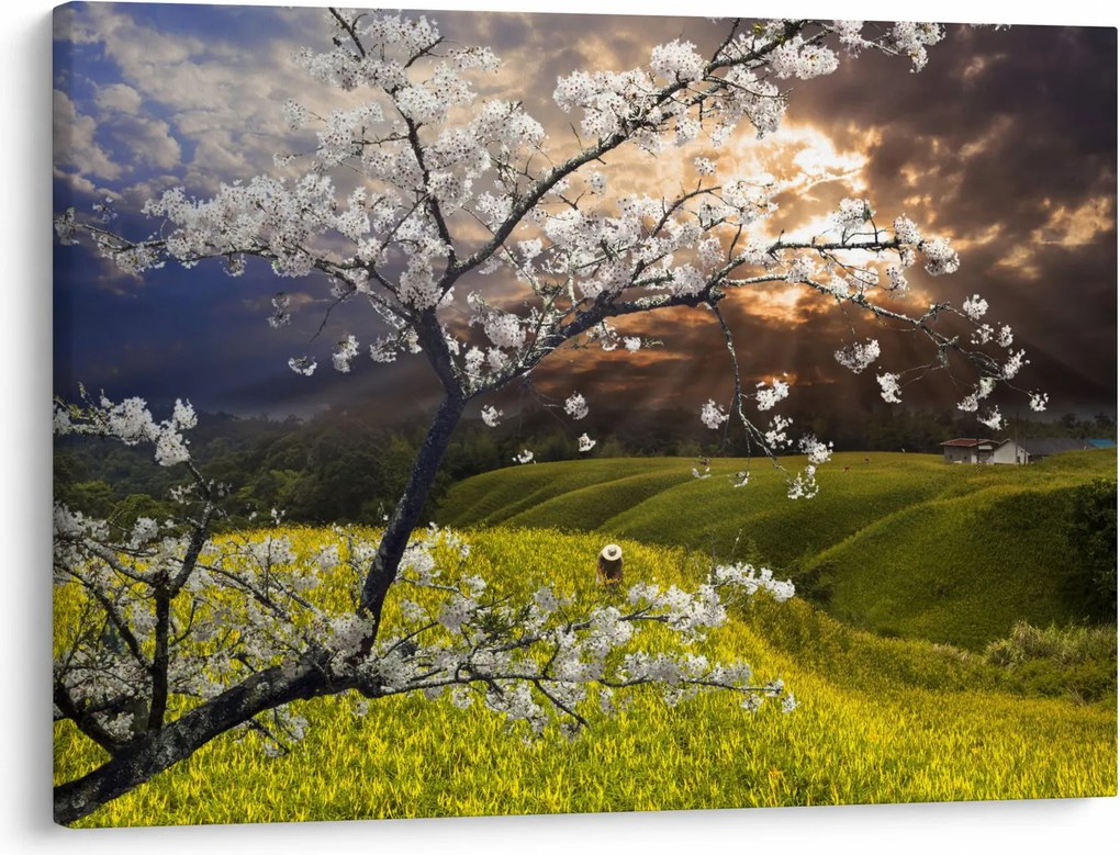 Obraz - Rozkvitnutý strom v krajine (70x50 cm)