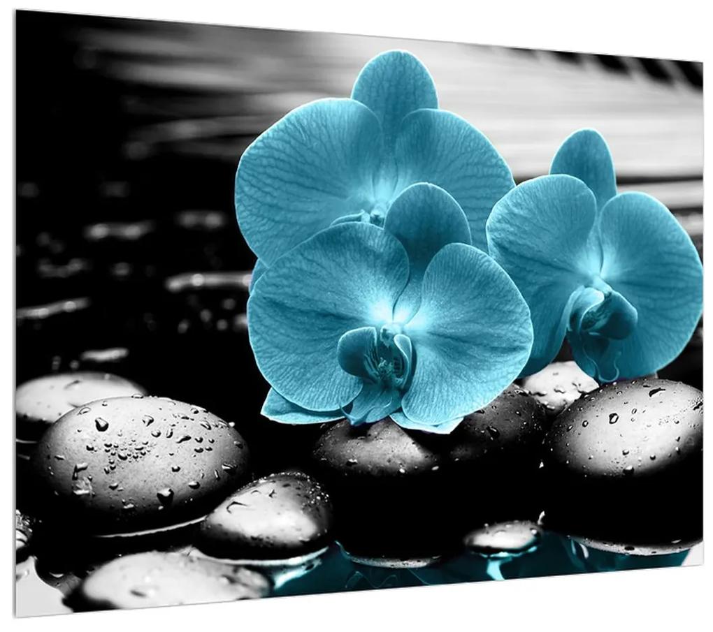 Obraz modrých kvetov orchidee (70x50 cm)