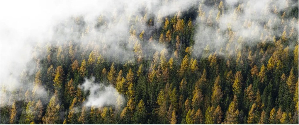 Obraz lesa v mrakoch (120x50 cm)