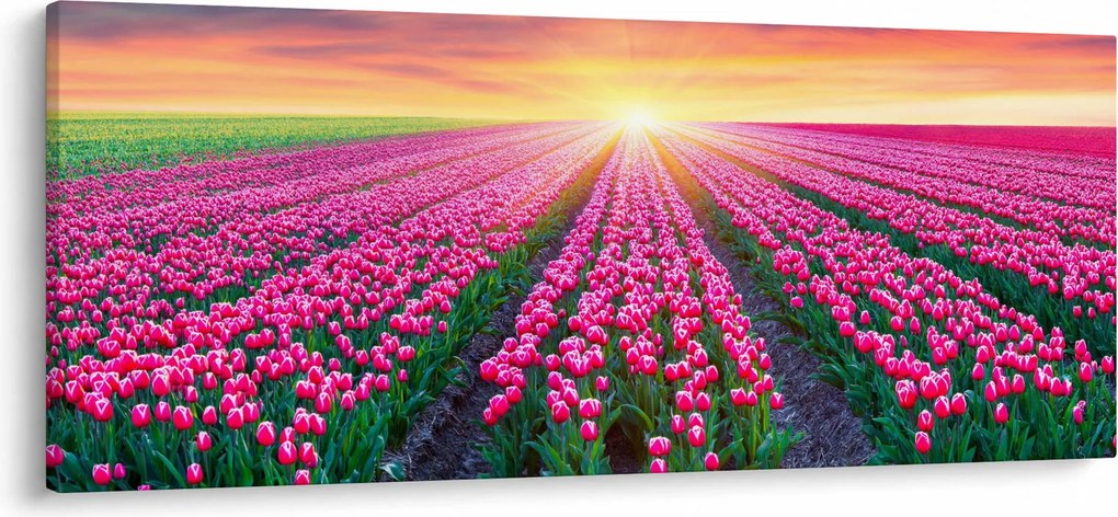 Obraz poľa tulipánov so slnkom (120x50 cm)