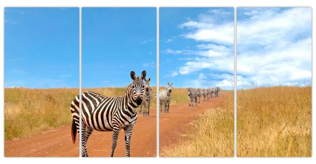 Zebra na ceste - obraz