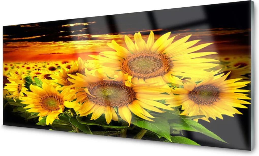 Plexisklo obraz Slunečnice květ rostlina