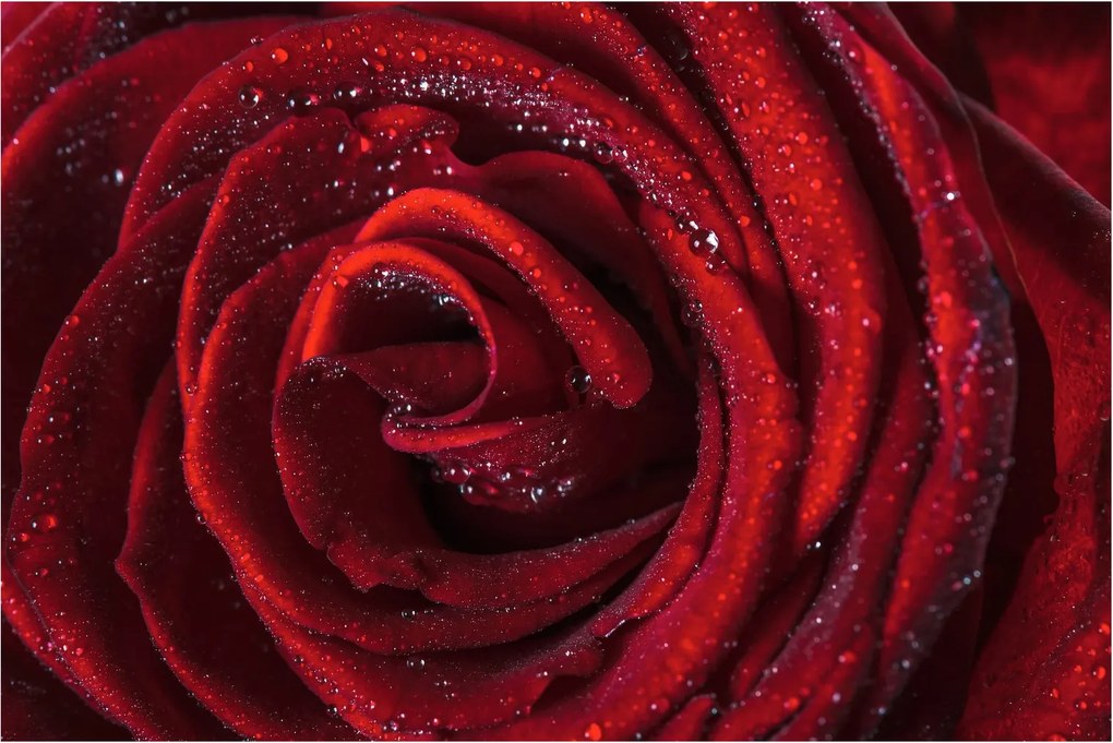 Obraz - Červená ruža s kvapkami rosy (90x60 cm)