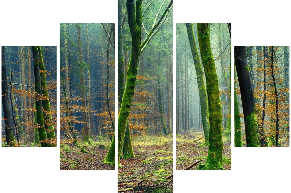 Obraz lesa (150x105 cm)