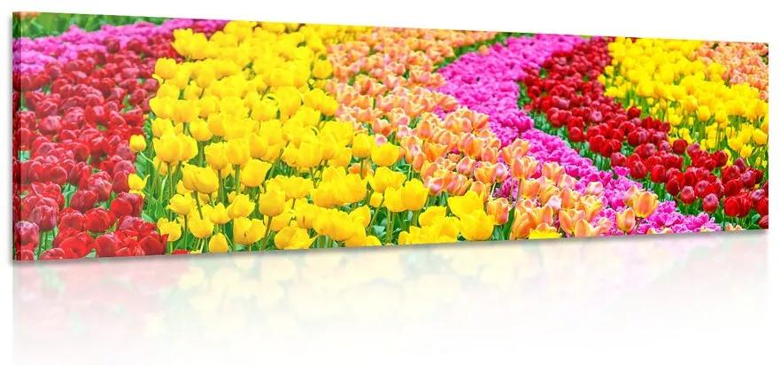 Obraz pestrofarebné tulipány Varianta: 120x40