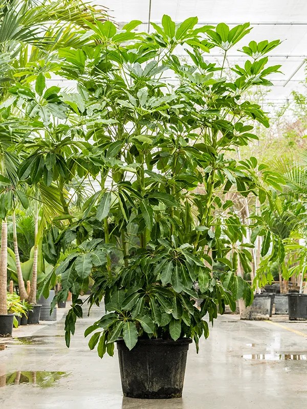 Schefflera actinophylla 'Amate' tuft (200-250) 55x225 cm