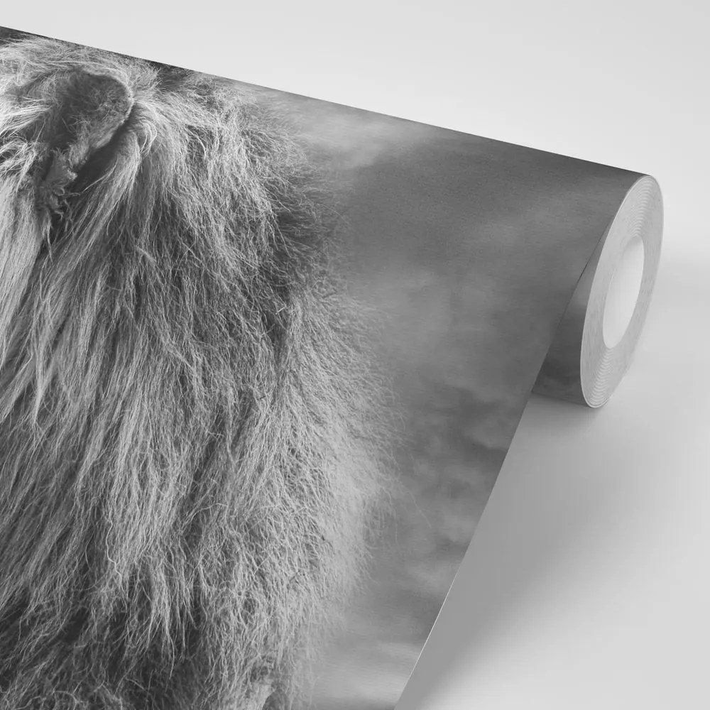 Samolepiaca tapeta africký lev v čiernobielom prevedení - 375x250
