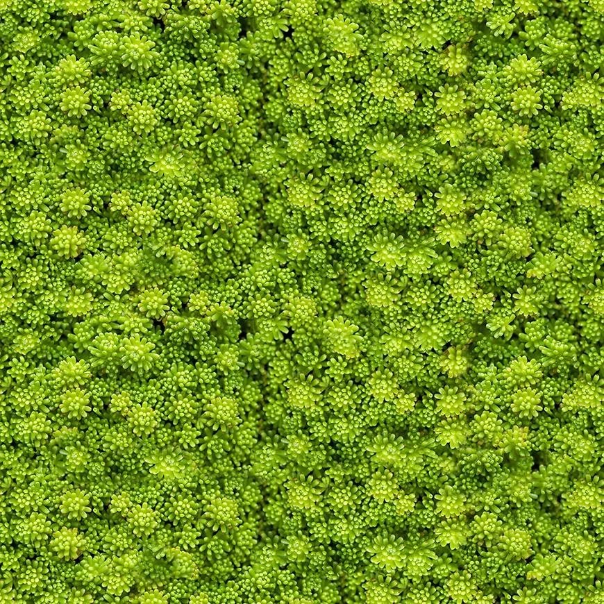 Sklenený panel 60/60 Evergreen-2 Esg