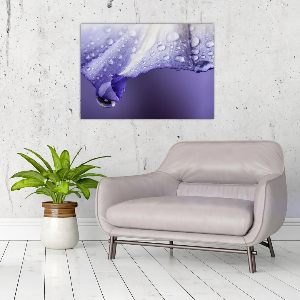 Obraz - Okvetný lístok s kvapkami (70x50 cm)
