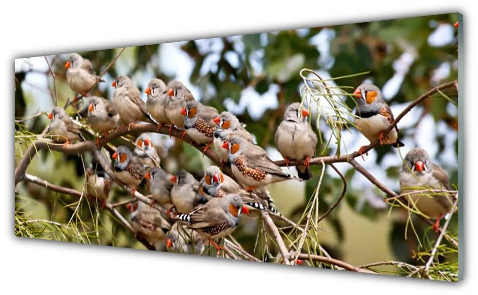 Obraz na akrylátovom skle Vtáky zvieratá 125x50 cm