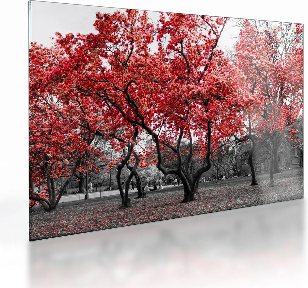 Sklenený obraz - Červené stromy, Central Park, New York (70x50 cm)