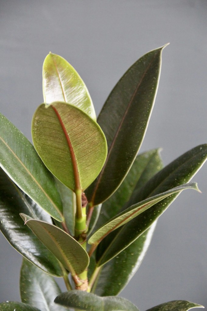 Ficus Elastica Small Form baby