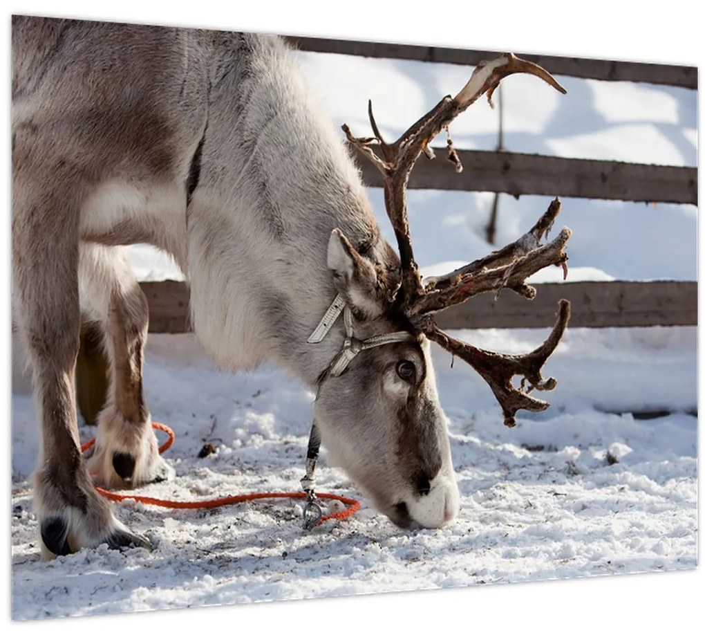 Sklenený obraz - Sob (70x50 cm)