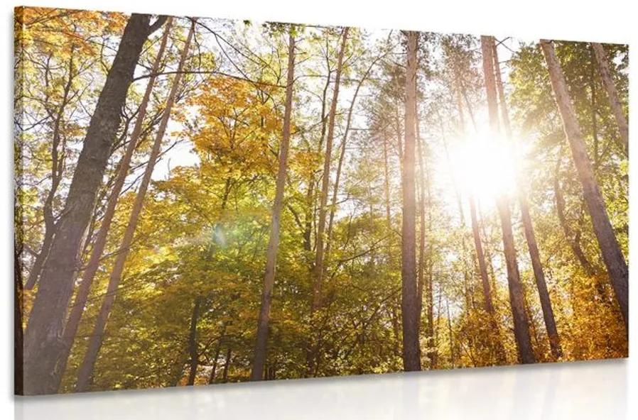Obraz les v jesenných farbách Varianta: 120x80