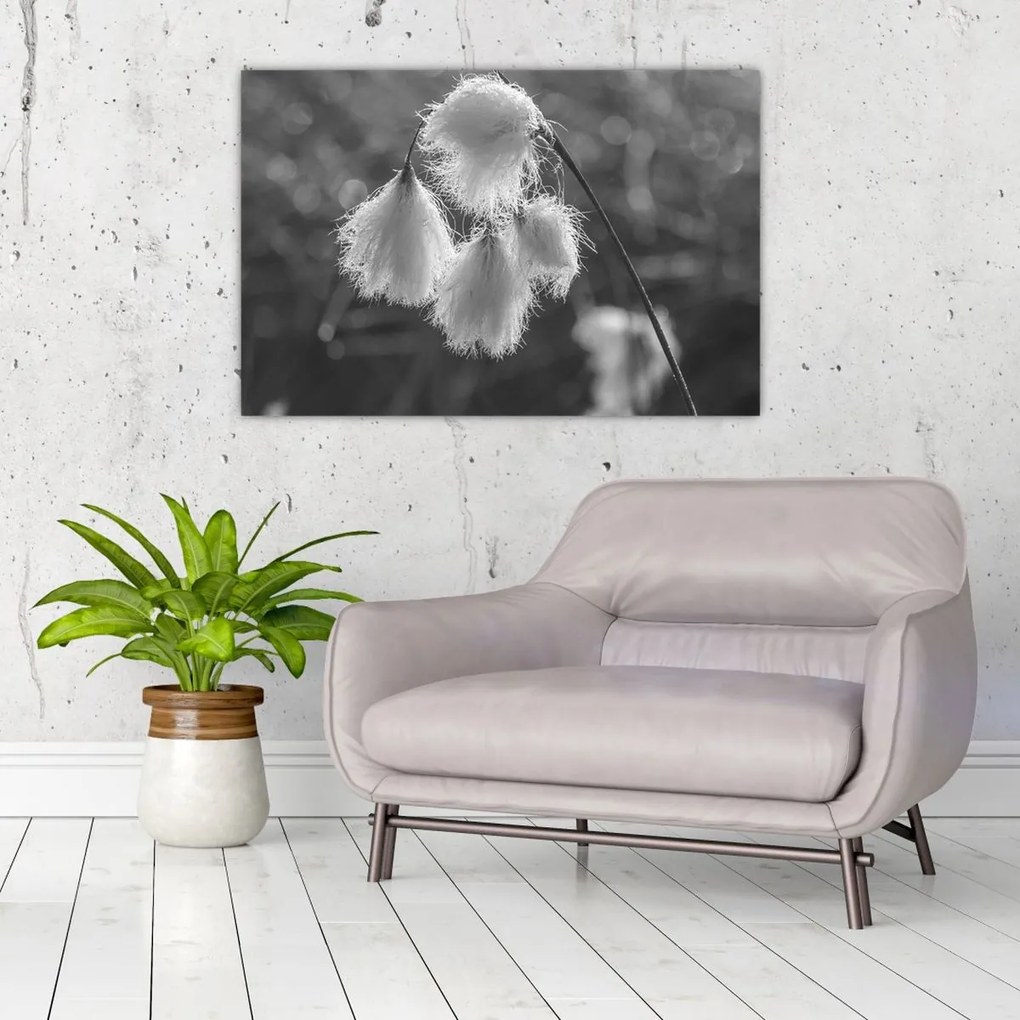Obraz - Cottongrass (90x60 cm)