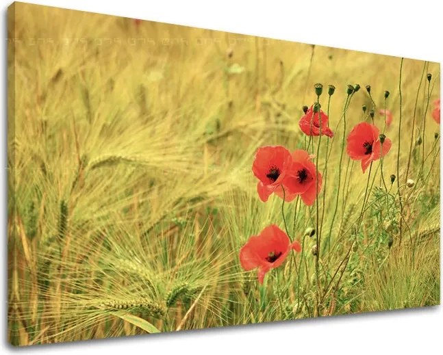 Obraz na stenu KVETY KV080E11 - 100x150 cm