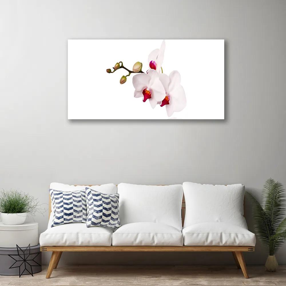 Obraz Canvas Kvety príroda orchidea 125x50 cm