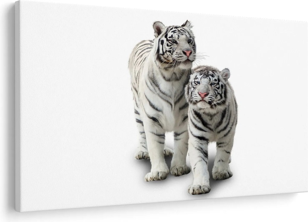 Obraz - Biely tiger (90x60 cm)