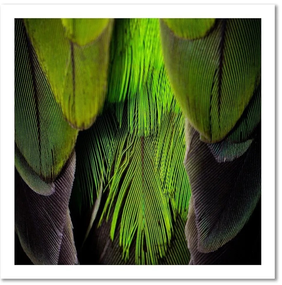 Gario Obraz na plátne Limetkovo zelené perie Rozmery: 30 x 30 cm