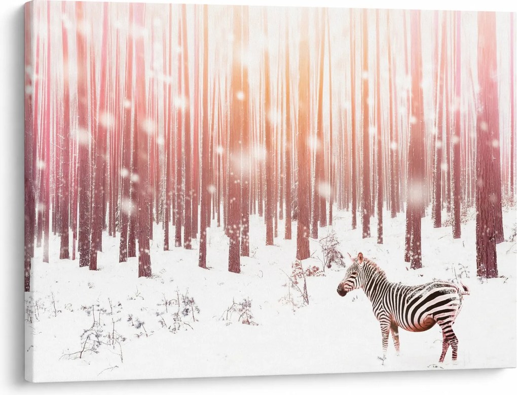 Obraz - Zebra v zasneženom lese (70x50 cm)