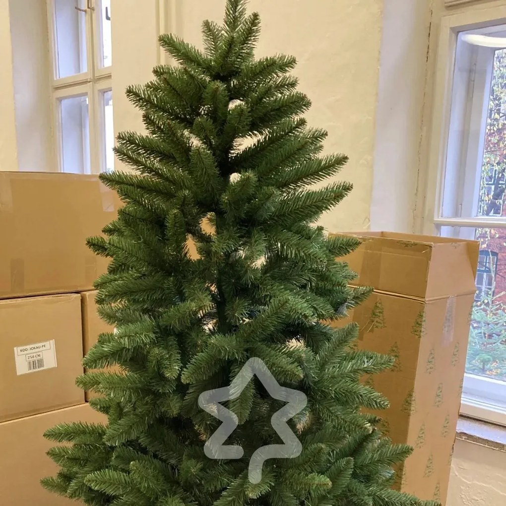 Smrek Kanadský 2D 220 cm