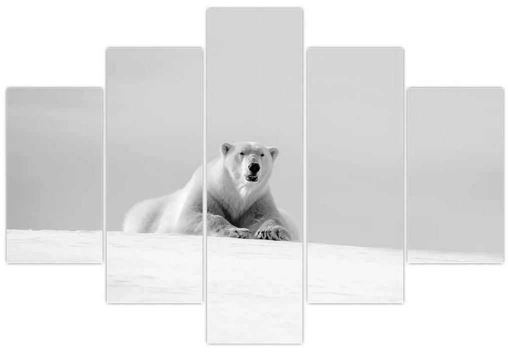 Obraz - Ľadový medveď, čiernobiela (150x105 cm)