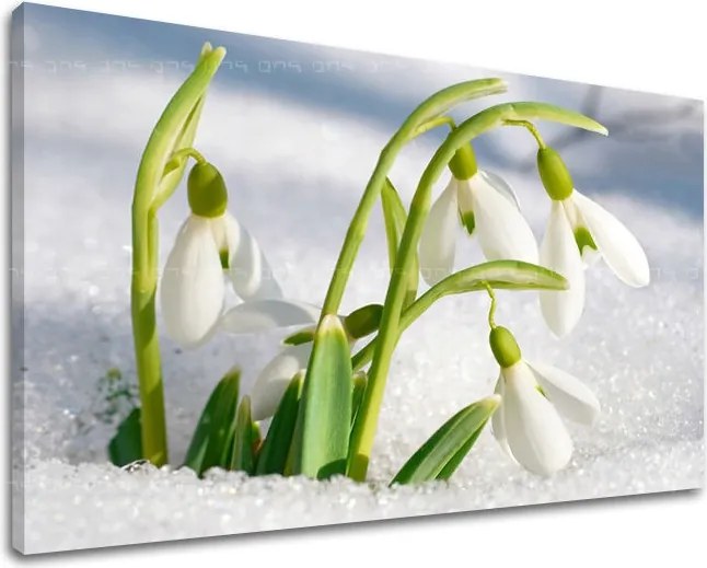 Obraz na stenu KVETY KV024E11 - 60x90 cm