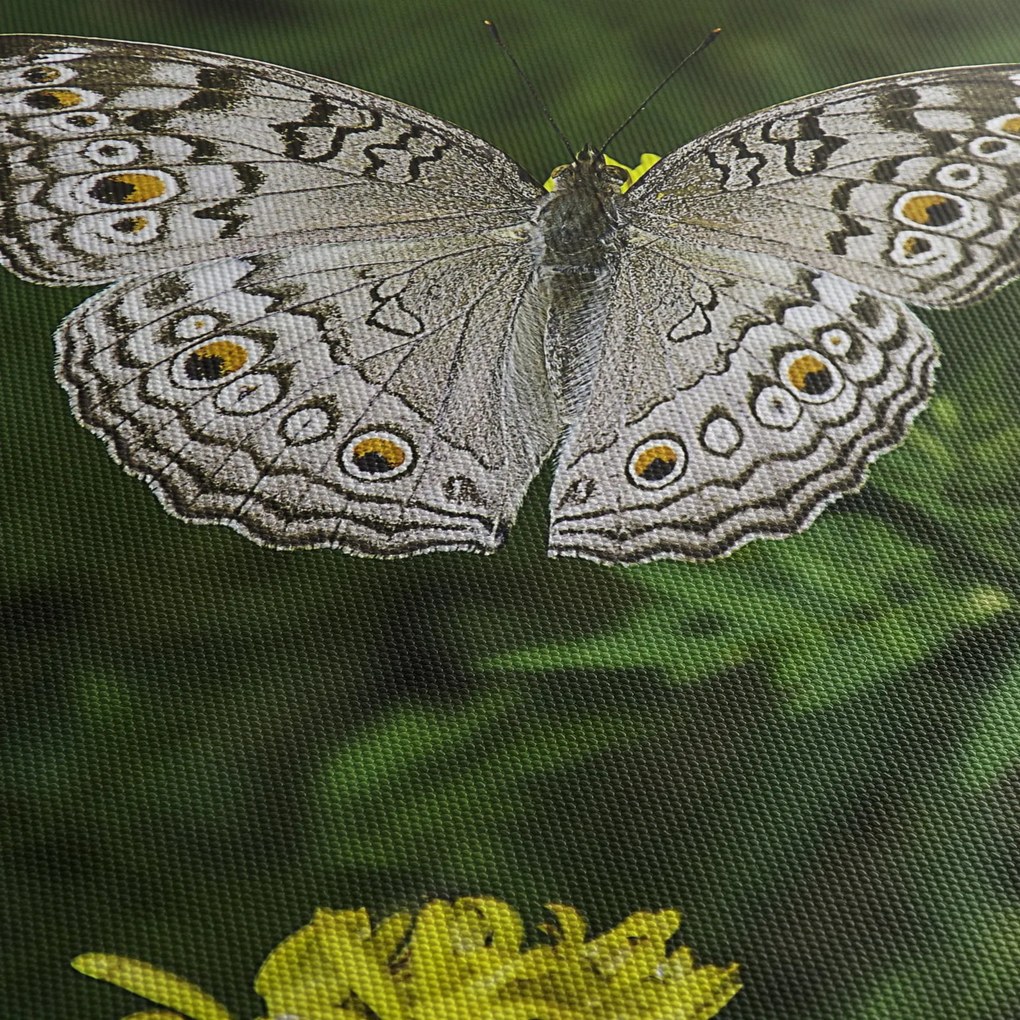 Obraz - biely motýľ (90x60 cm)