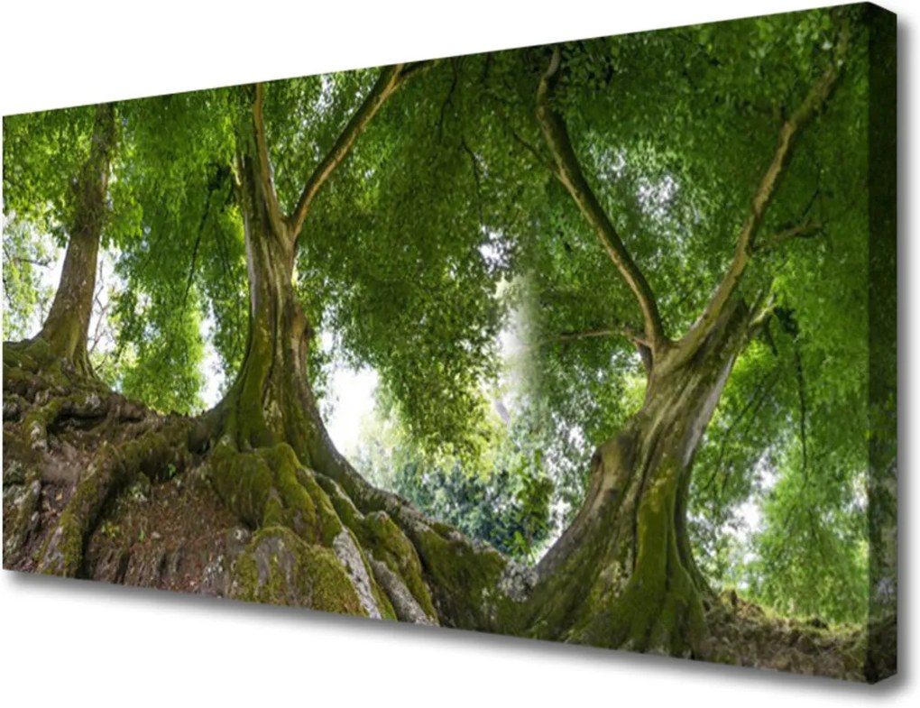 Obraz Canvas Stromy Rastlina Príroda
