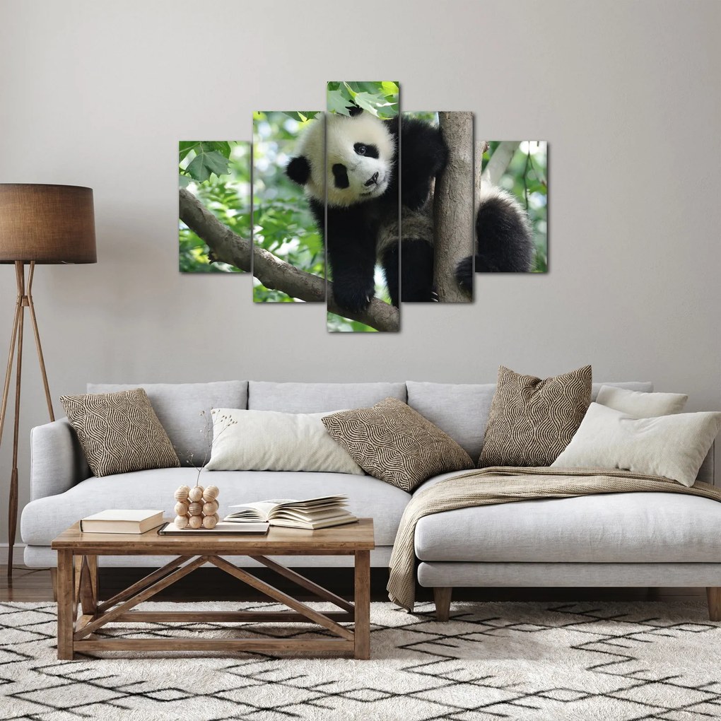 Obraz - Panda na strome (150x105 cm)