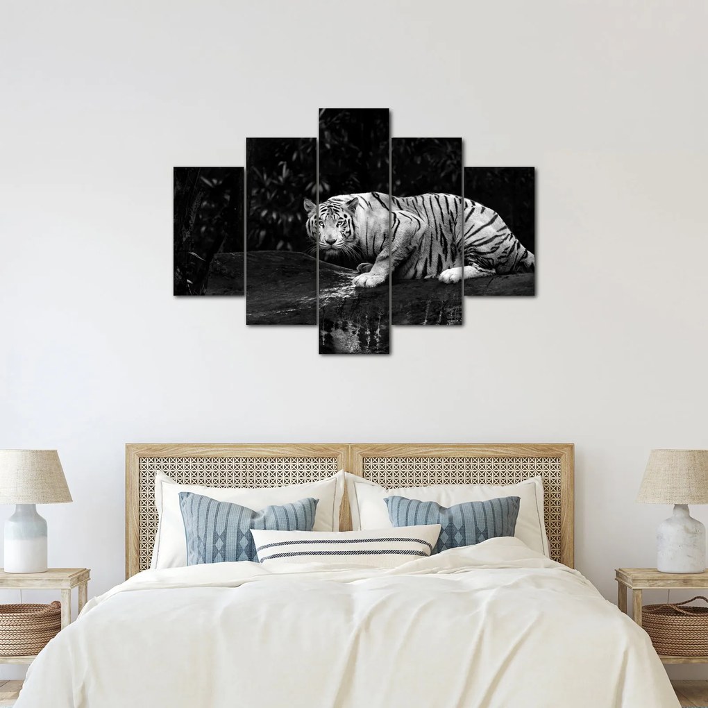 Obraz - Tiger albín, čiernobiely (150x105 cm)