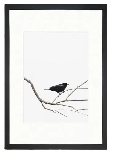 Obraz Tablo Center Birdy, 24 × 29 cm