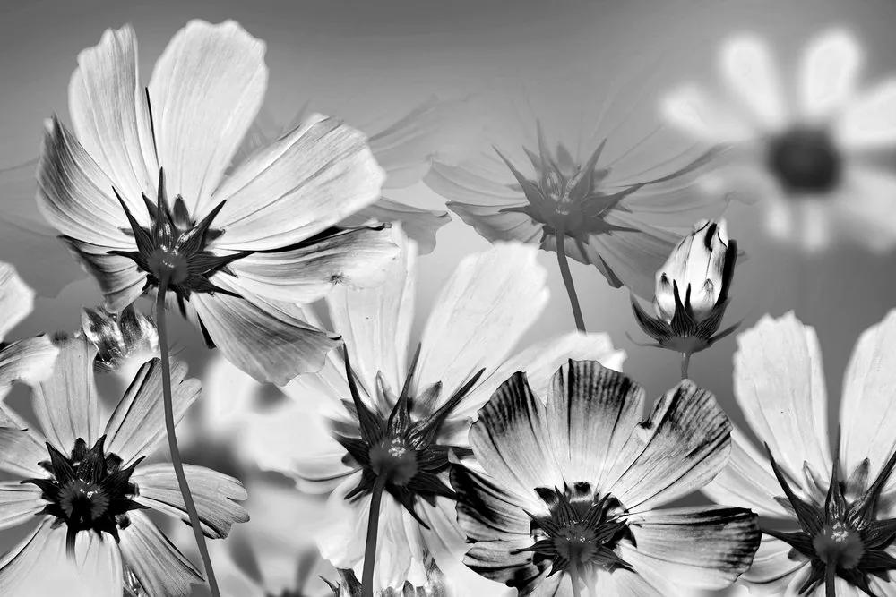 Obraz letné kvety v čiernobielom prevedení Varianta: 120x80