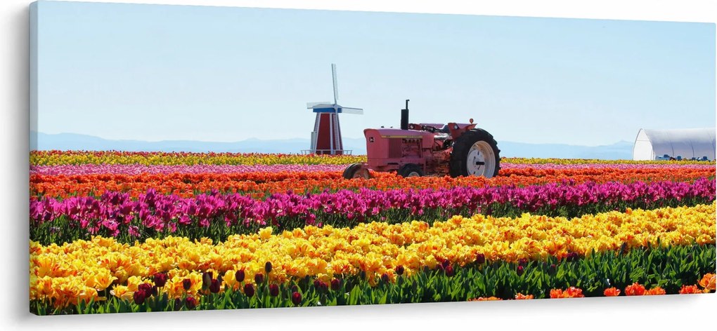 Obraz tulipánové farmy (120x50 cm)