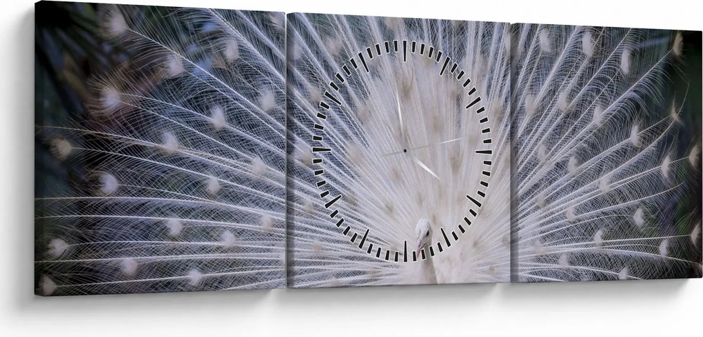 Obraz - Biely páv (s hodinami) (90x30 cm)