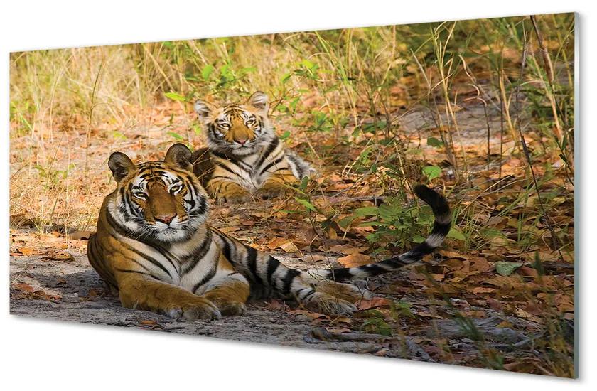 Obraz na akrylátovom skle Tigers 125x50 cm